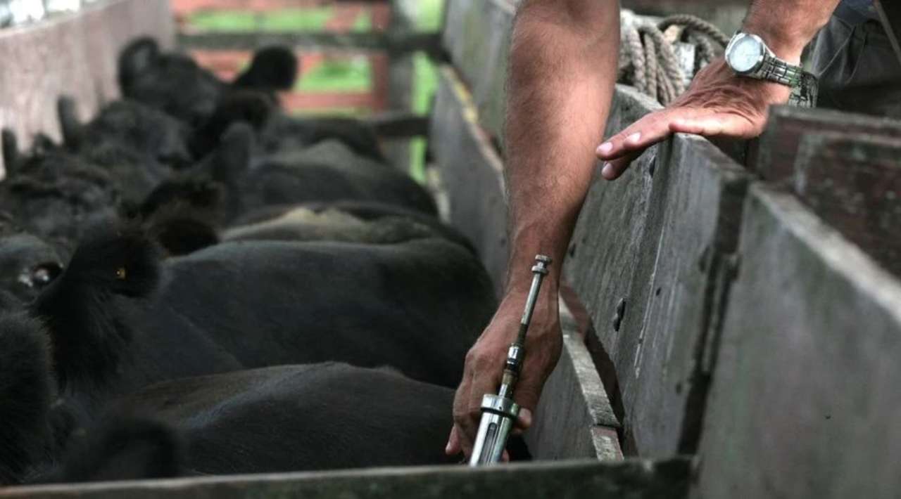 Temixco Avanza: Sanidad ganadera y garantía de productos libres de enfermedades