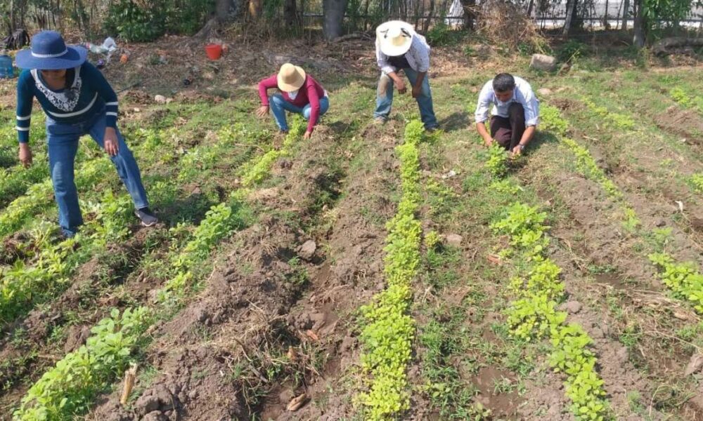 Productores de Amaranto en México buscan su reconocimiento como alimento fundamental en la Dieta Nacional