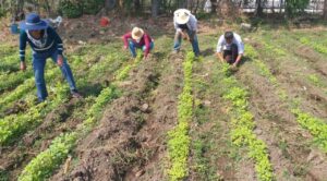 Productores de Amaranto en México buscan su reconocimiento como alimento fundamental en la Dieta Nacional