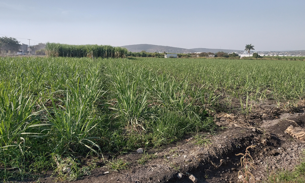 En las primeras semanas de la zafra 2023-2024, en el ingenio Beta San Miguel de Casasano, se han molido 40 mil toneladas de caña de azúcar