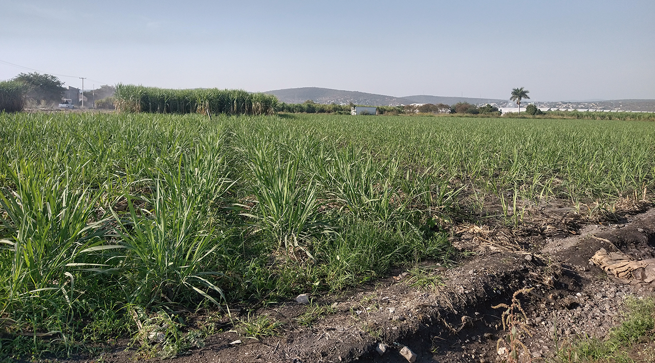 En las primeras semanas de la zafra 2023-2024, en el ingenio Beta San Miguel de Casasano, se han molido 40 mil toneladas de caña de azúcar