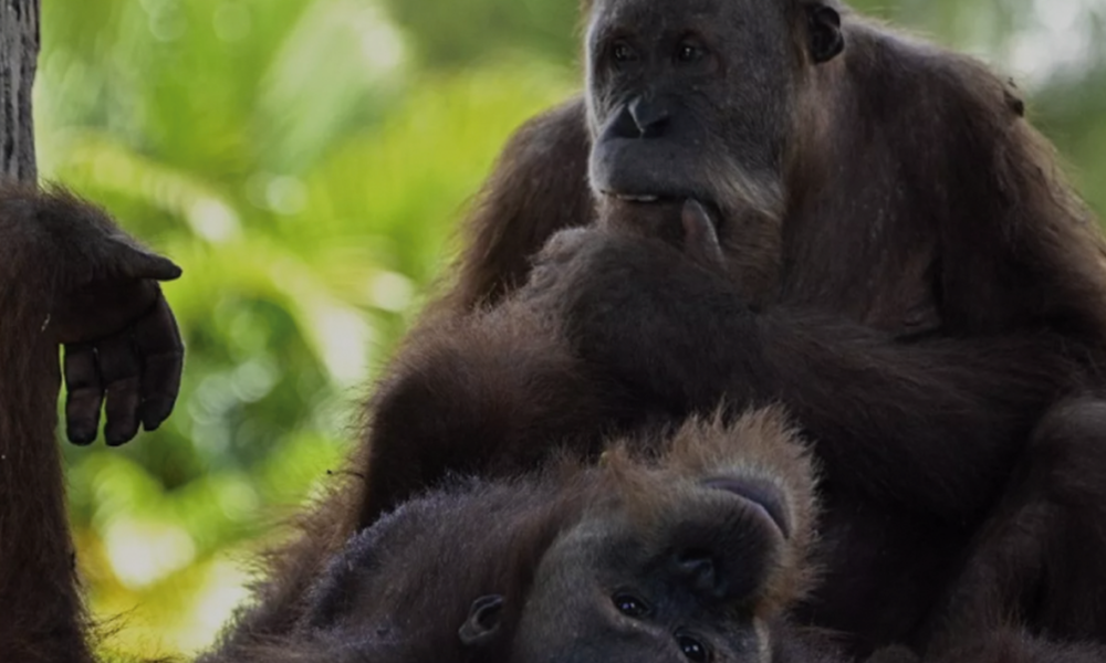 Orangutanes víctimas de tráfico ilegal vuelven a casa