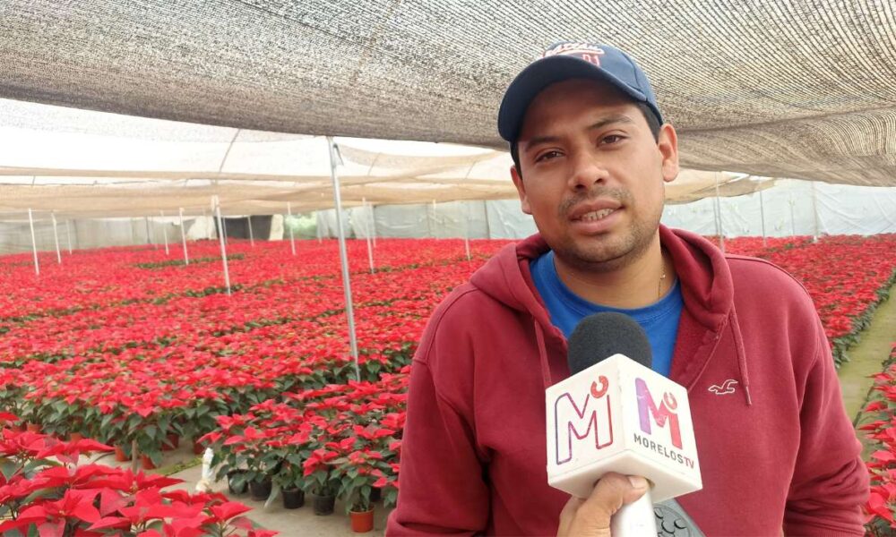 Nochebuenas de Tetela del Monte: Encanto navideño se propaga por México