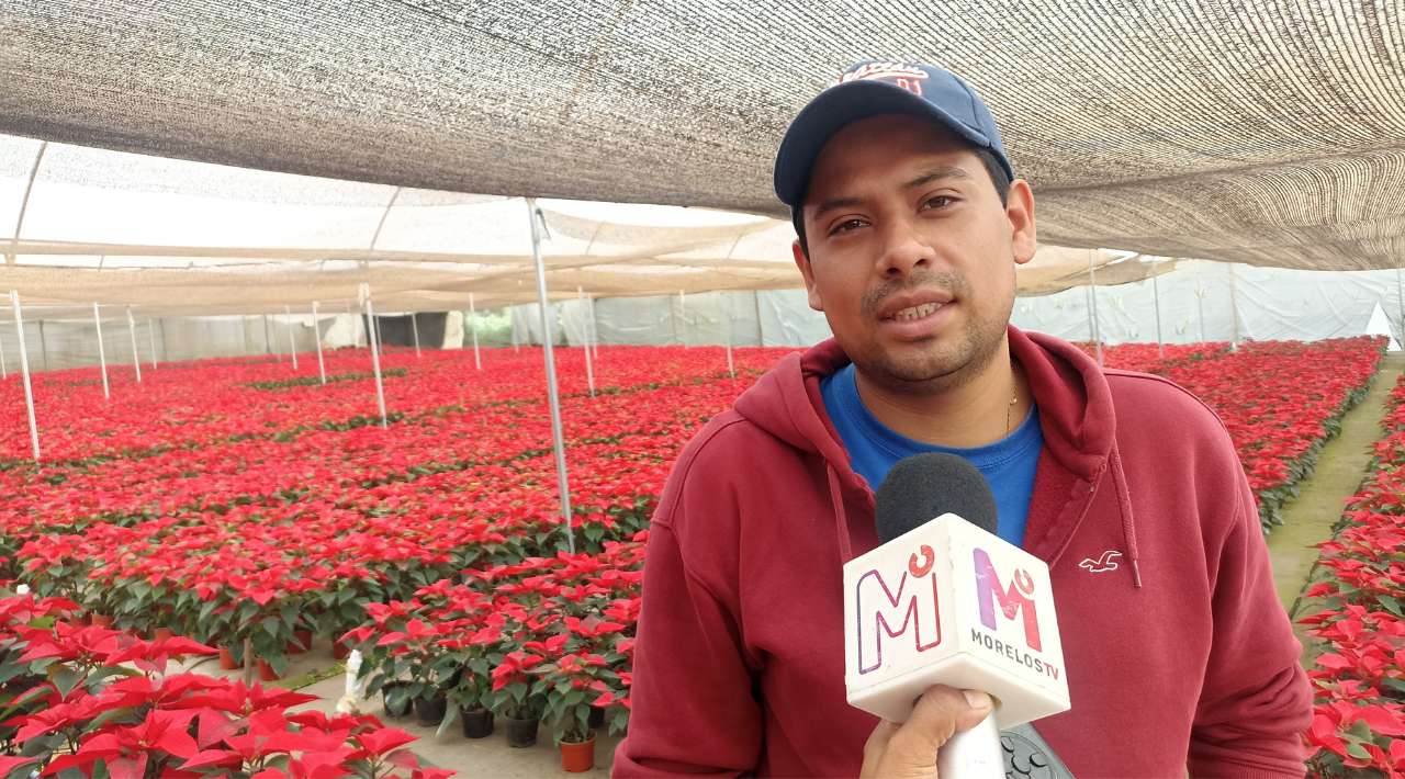 Nochebuenas de Tetela del Monte: Encanto navideño se propaga por México