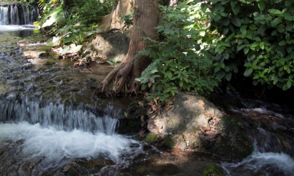 Operativos conjuntos en Áreas Naturales Protegidas de Morelos para detener invasiones