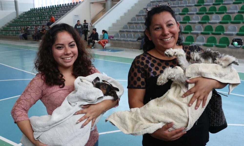 Última jornada de esterilización gratuita de mascotas 2023: Salud y control poblacional en Cuautla