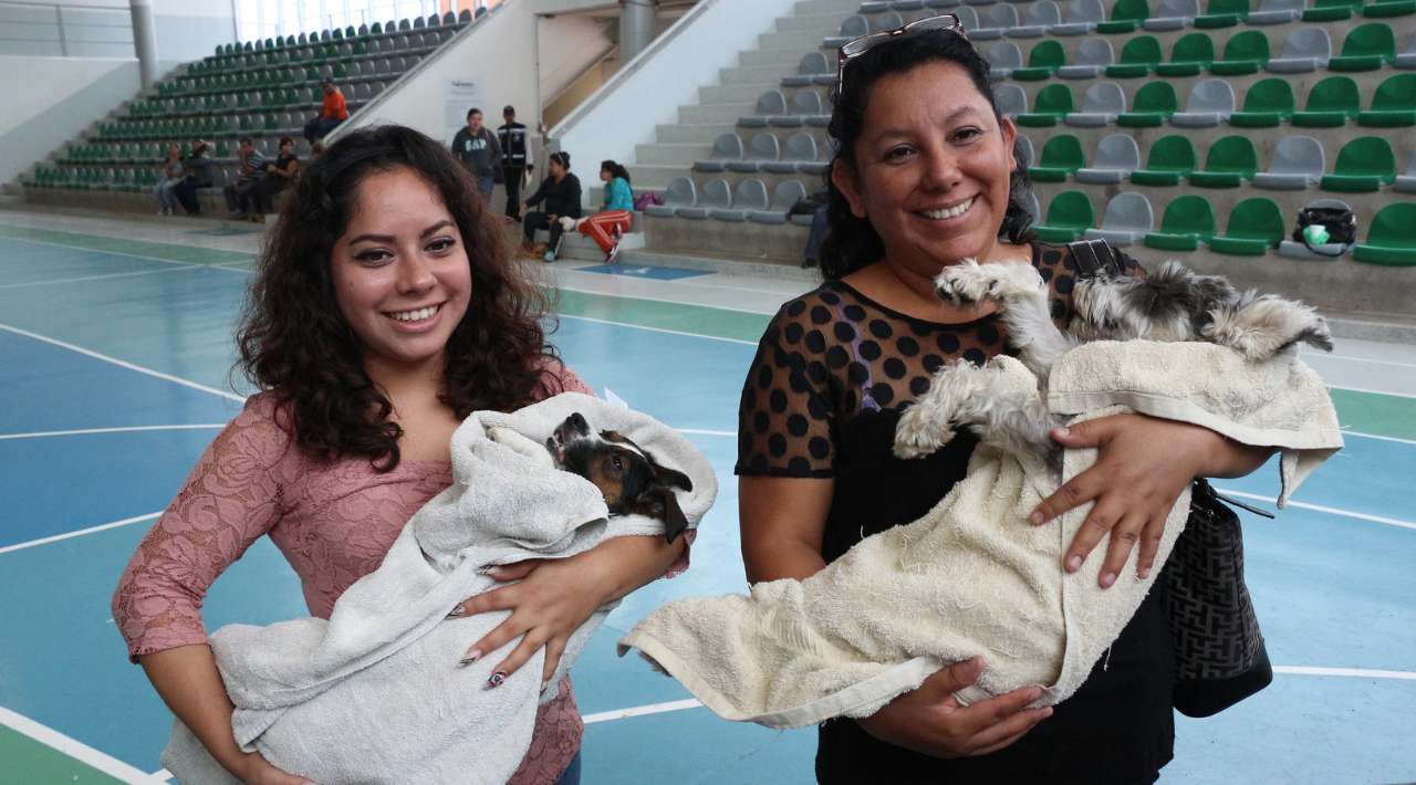 Última jornada de esterilización gratuita de mascotas 2023: Salud y control poblacional en Cuautla