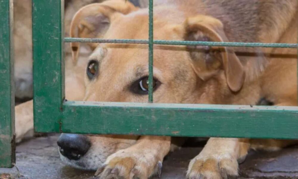 Disminuyen casos de maltrato animal en Morelos, pero persisten desafíos: PROPAEM