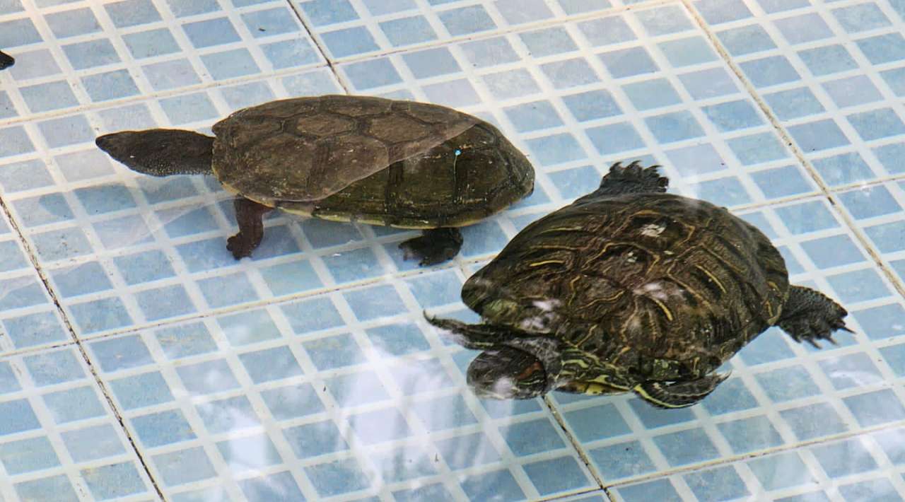 Cuautla transforma su Parque Emiliano Zapata: Rehabilitación del Tortugario como atractivo educativo y recreativo