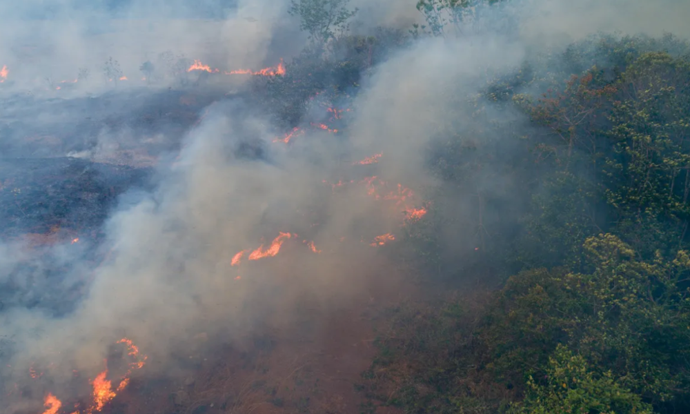 En este mes de Enero inicia la temporada de incendios forestales, hasta el momento se han registrado dos informo, la Secretaría de Desarrollo Sustentable