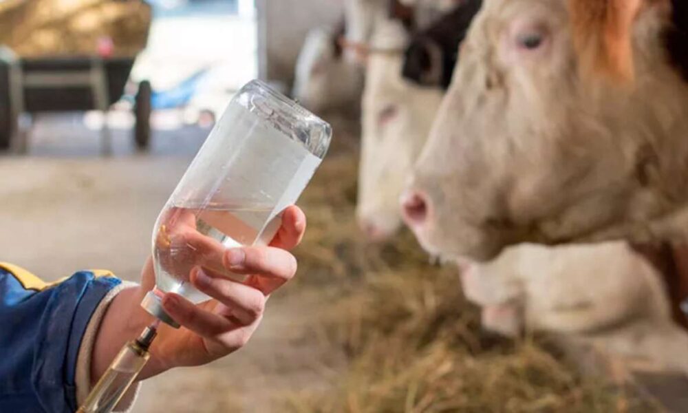 Apoyo Vital: Descuentos del 50% en medicamentos y alimentos para ganaderos de Miacatlán