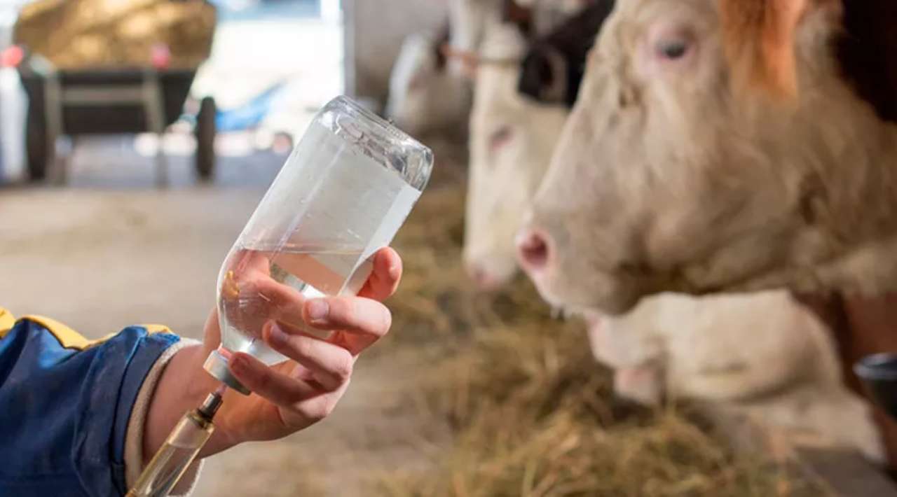 Apoyo Vital: Descuentos del 50% en medicamentos y alimentos para ganaderos de Miacatlán