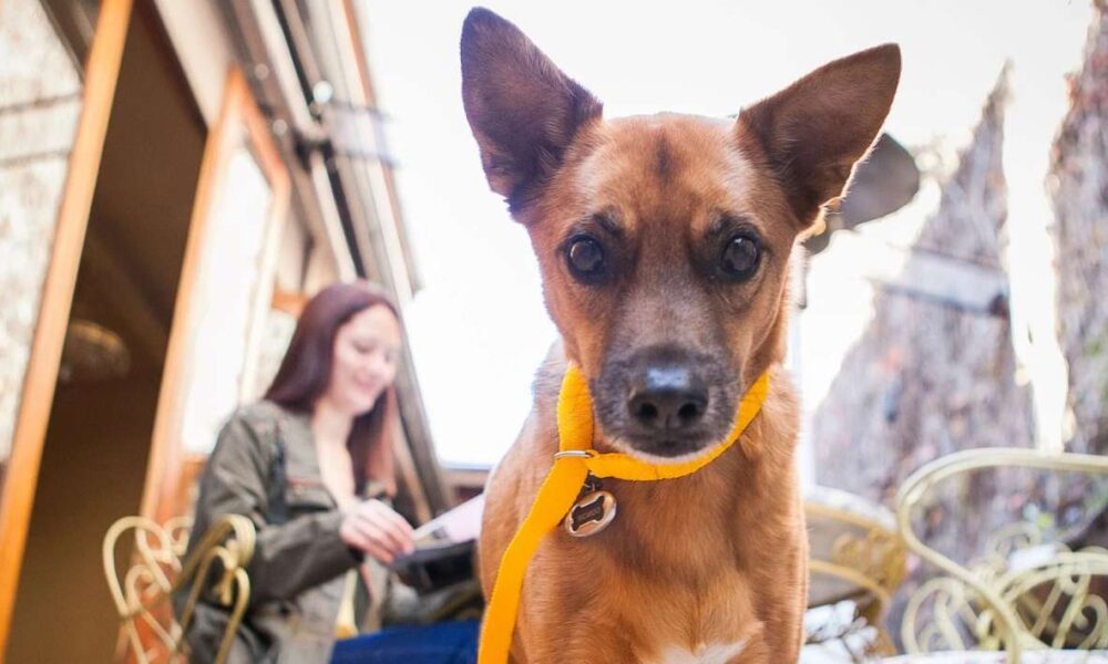 Morelos a la Vanguardia: Empresaria ofrece terapia biomagnética para Mascotas en Hoteles ‘Pet Friendly’