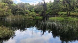 Celebración del Día Mundial de los Humedales en Morelos: Saneamiento crucial para la Laguna de Hueyapan