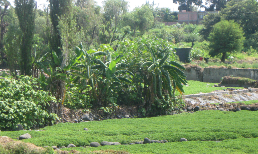 La Secretaría de Desarrollo Sustentable promueve el uso de productos químicos para la erradicación de plagas en sembradíos de berro en el río Cuautla