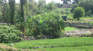 La Secretaría de Desarrollo Sustentable promueve el uso de productos químicos para la erradicación de plagas en sembradíos de berro en el río Cuautla