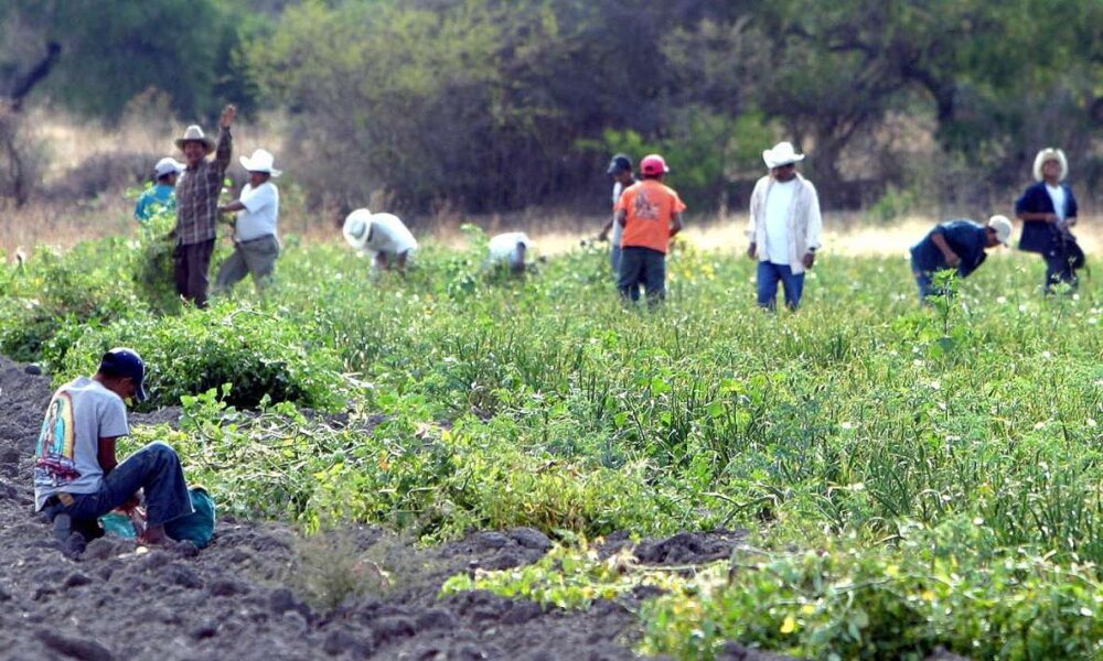 Preparación ante la Sequía: Más de 3,400 agricultores capacitados por SEDAGRO para afrontar la escasez de agua