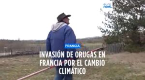 Alerta en Francia: Invasión de Orugas pone en riesgo municipios en todo el País