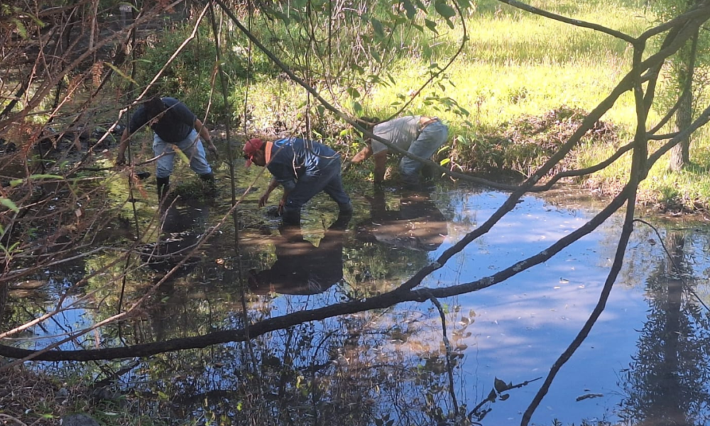 La Secretaria de Desarrollo Sustentable conmemora este 2 de Febrero el Día mundial de los humedales en la laguna de Hueyapan, el único con el que cuenta Morelos