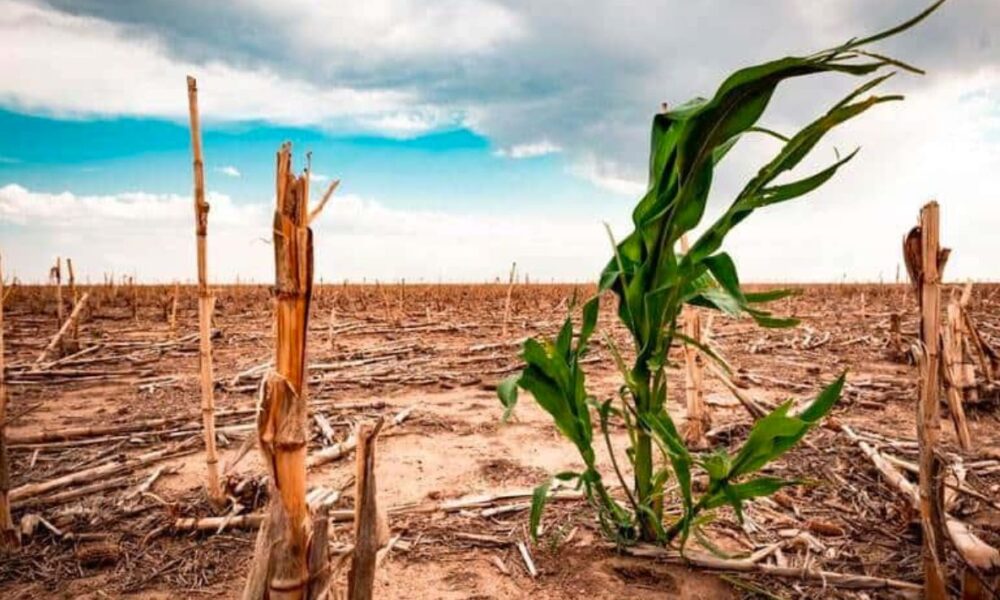 El campo será el más afectado con la temporada de sequía