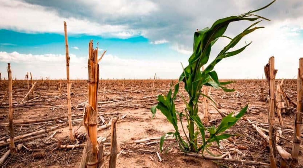 El campo será el más afectado con la temporada de sequía