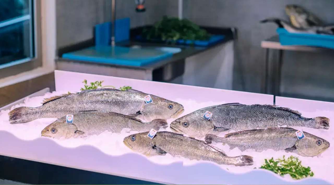 Durante la temporada de Cuaresma abunda el pescado curvina, un pescado de alto valor nutricional