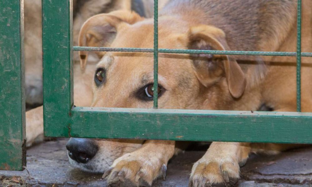 Denuncia la Asociación “Amigos de los Perros Morelos” lenta atención a carpetas de investigación por maltrato animal en Cuautla