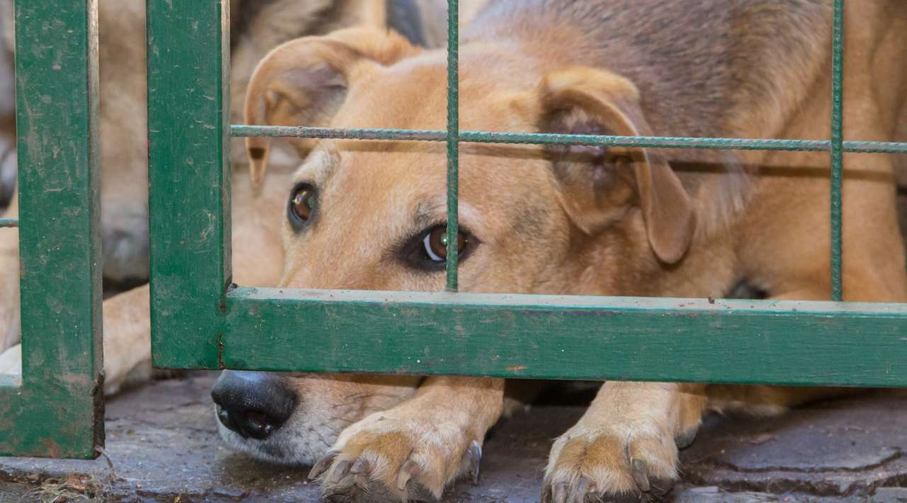 Denuncia la Asociación “Amigos de los Perros Morelos” lenta atención a carpetas de investigación por maltrato animal en Cuautla