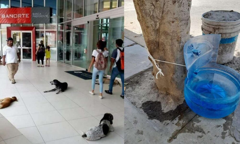 Advierte la asociación “Amigos de los Perros Morelos” riesgo de lesiones y golpes de calor a perros y gatos expuestos al sol en horarios de 11:00 a 16:00 horas