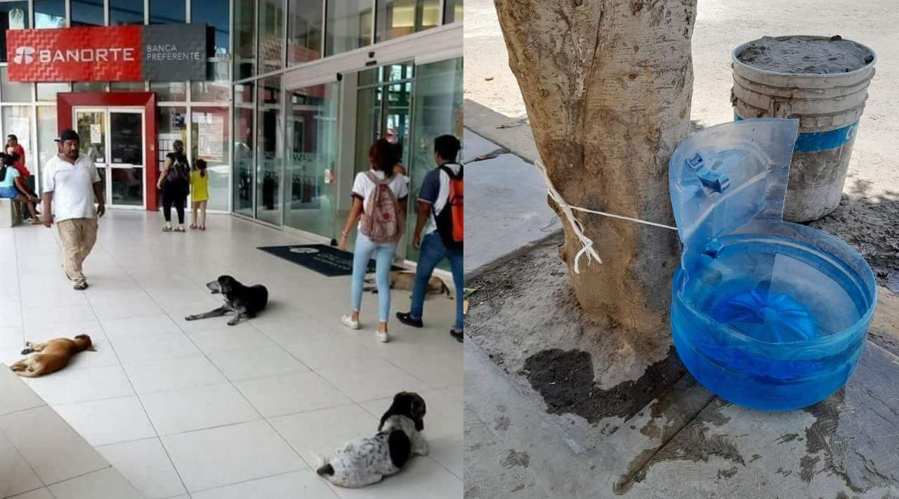 Advierte la asociación “Amigos de los Perros Morelos” riesgo de lesiones y golpes de calor a perros y gatos expuestos al sol en horarios de 11:00 a 16:00 horas