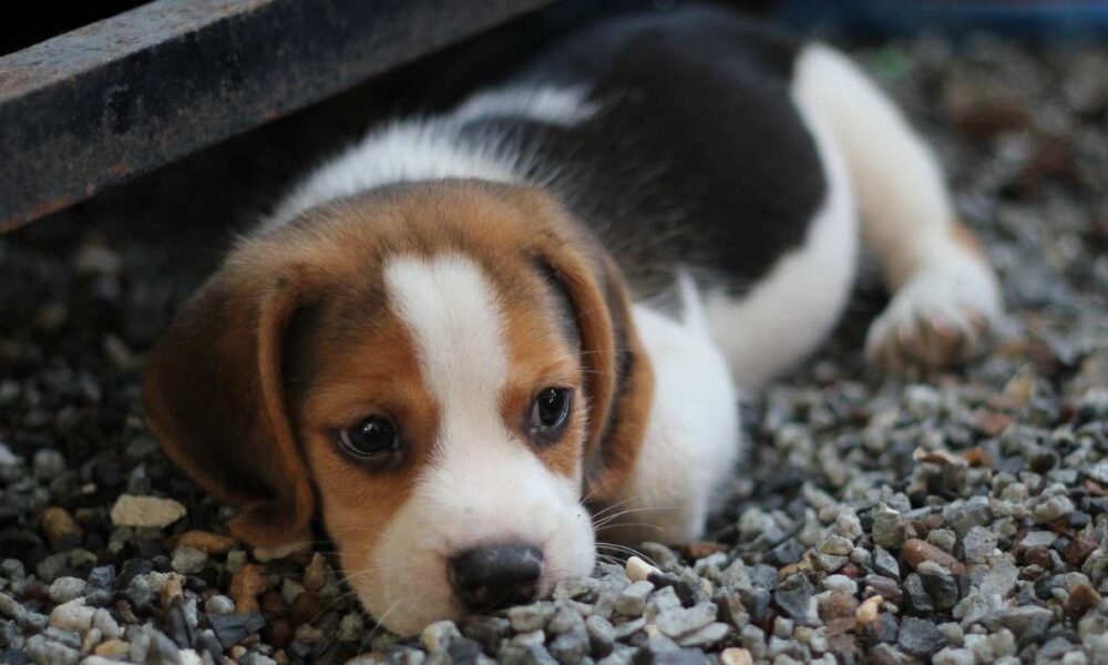 Foro en la Cámara de Diputados: Avances hacia una legislación integral de bienestar animal