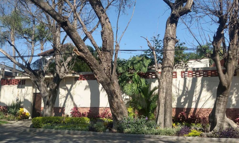 Protección Civil de Cuautla supervisa árboles y bardas en riesgo de caer; inician en el fraccionamiento “Manantiales”, donde se ubican cinco escuelas.