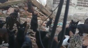 Rescatan 200 gatos en condiciones insalubres en Moyotepec: 70 ya esterilizados