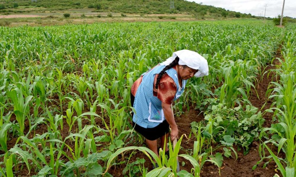 19 de cada 100 personas responsables de las unidades de producción agropecuaria eran mujeres, en el periodo de octubre 2021 a septiembre de 2022