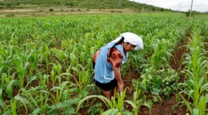 19 de cada 100 personas responsables de las unidades de producción agropecuaria eran mujeres, en el periodo de octubre 2021 a septiembre de 2022