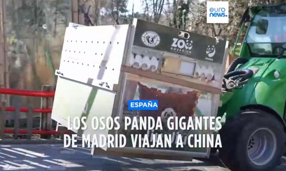 Despedida de los Osos Panda: Madrid se prepara para una nueva era en el Zoo