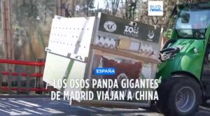 Despedida de los Osos Panda: Madrid se prepara para una nueva era en el Zoo