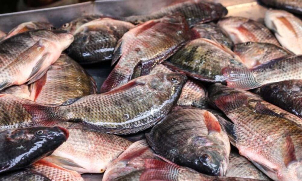 Alza del 30%: Precio de la Mojarra se dispara en Mercados durante la Cuaresma