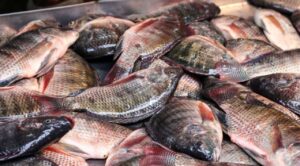 Alza del 30%: Precio de la Mojarra se dispara en Mercados durante la Cuaresma