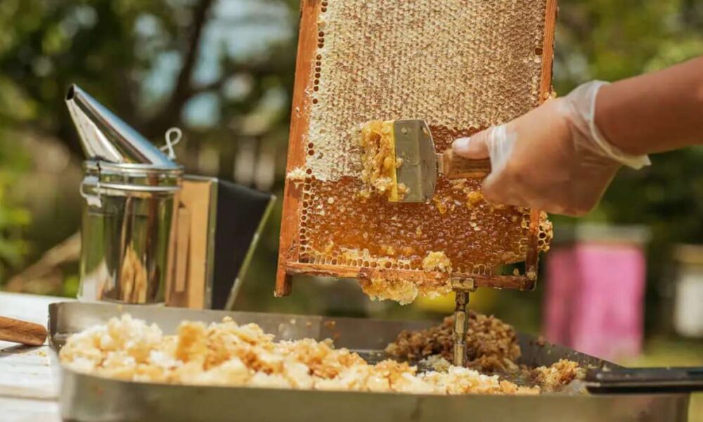 En Tepoztlán sequía amenaza producción de miel y supervivencia de abejas