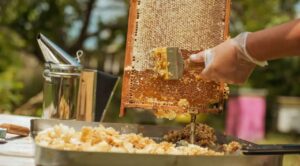 En Tepoztlán sequía amenaza producción de miel y supervivencia de abejas