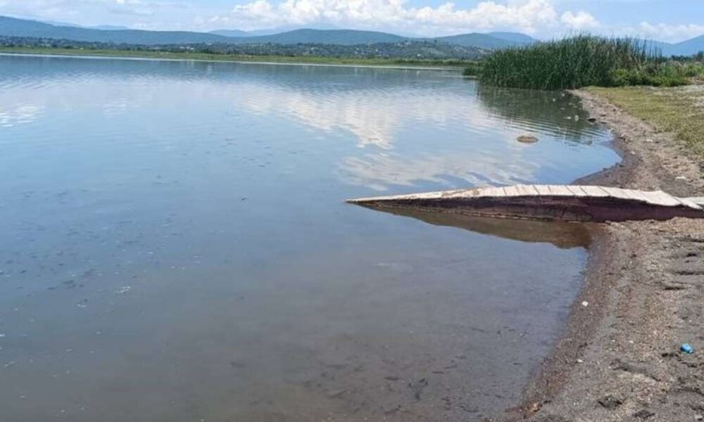 Contaminación en Coatetelco: Palaperos obstruyen escurrimientos naturales de la Laguna