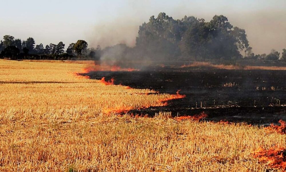 SEDAGRO: Advierte sobre riesgos de quemas agrícolas