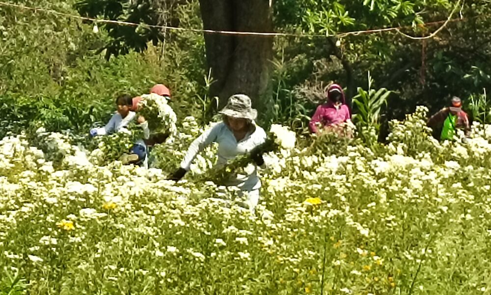 Tetecala en sequía: productores de flores buscan soluciones.