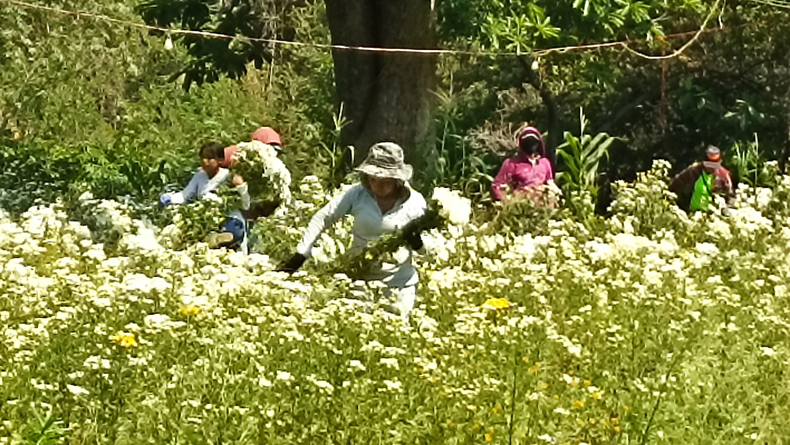 Tetecala en sequía: productores de flores buscan soluciones.