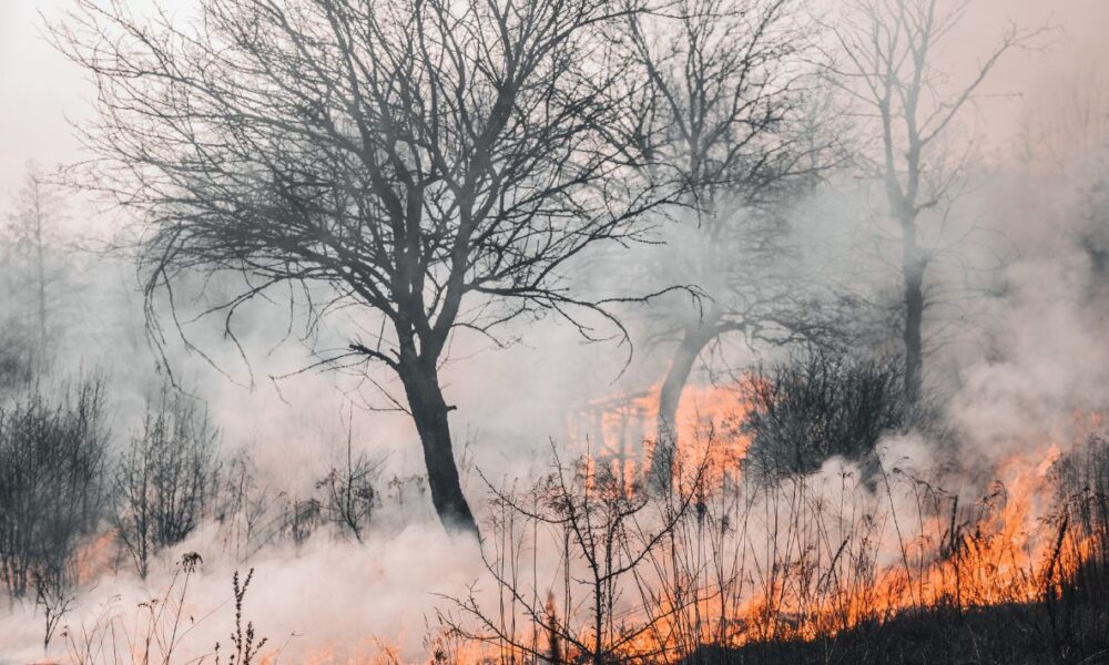 Coordinación Estatal de Protección Civil Advierte sobre Incendios Forestales: 77 Registrados y 2 Activos en el Norte del Estado