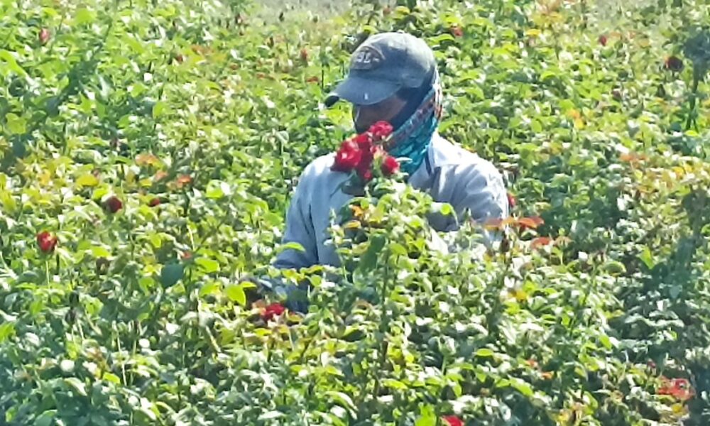 El 10 de mayo fecha de mayor repunte económico para productores de rosas