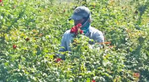 El 10 de mayo fecha de mayor repunte económico para productores de rosas