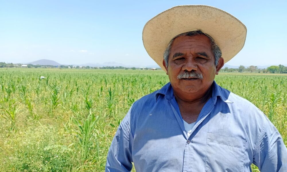 El cultivo de caña gana terreno frente al cultivo del arroz, esto se debe al factor agua y ganancias económicas