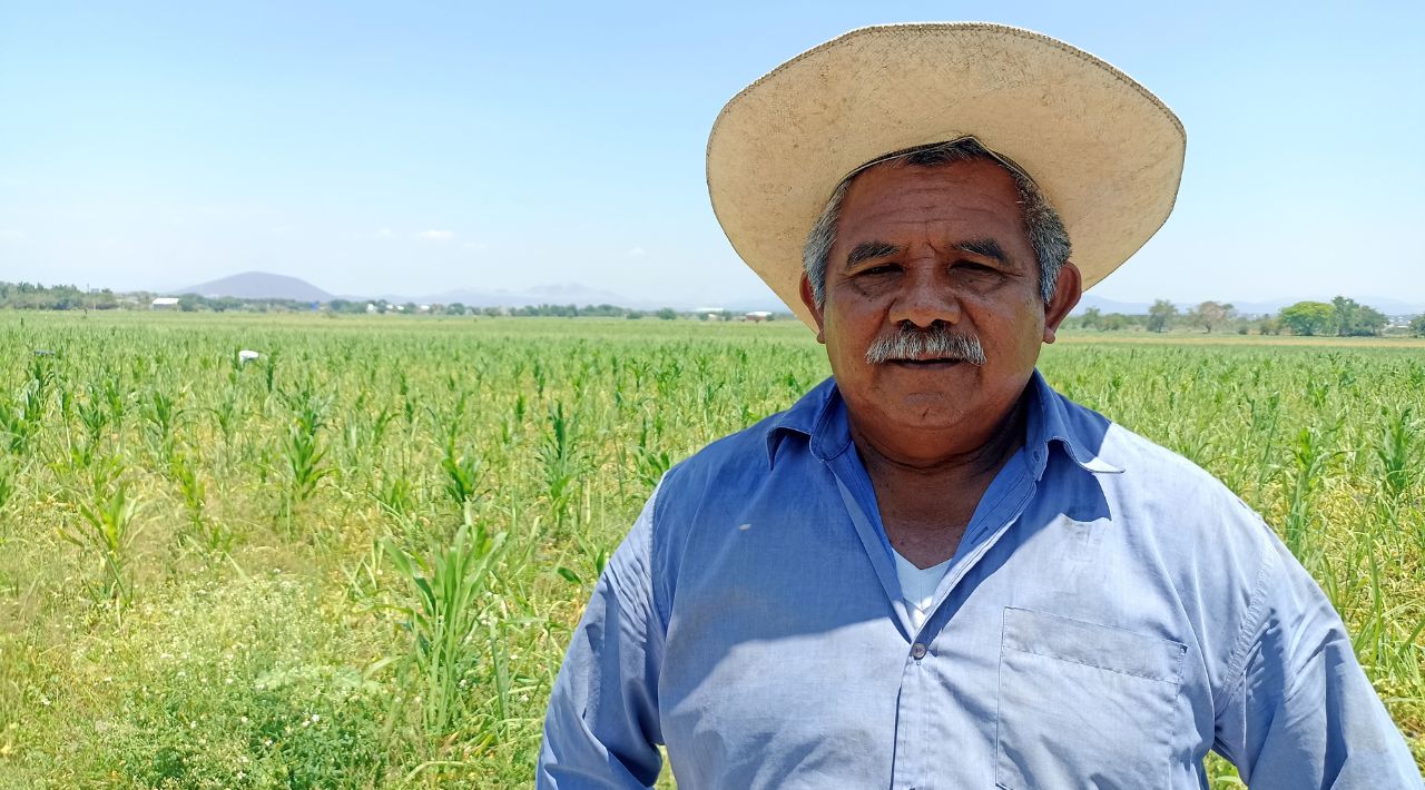 El cultivo de caña gana terreno frente al cultivo del arroz, esto se debe al factor agua y ganancias económicas